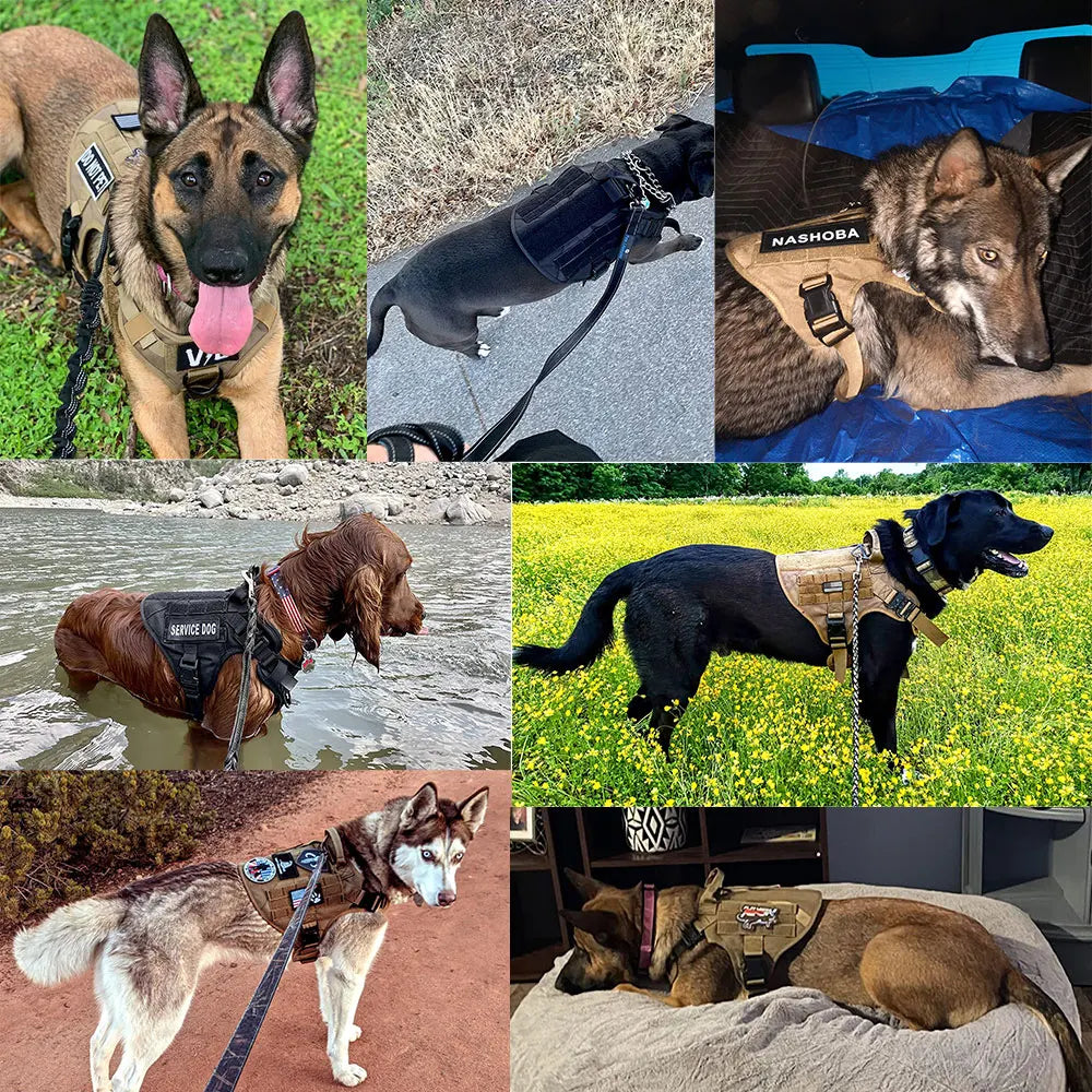 Durable Nylon Dog Harness And Leash Set For Daily Walks